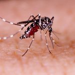 Denguefeber, myg, vaccine mod denguefeber